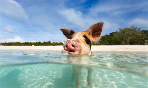 How To Swim With Pigs In The Bahamas At Pig Beach